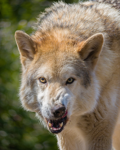 Arctic Wolf