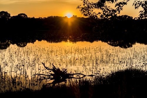 The Pond