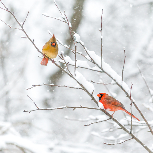 Cardinal Couple