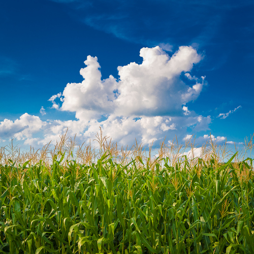 Cornfield
