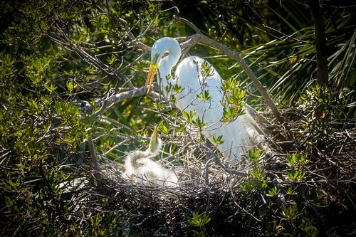 Egret Nest