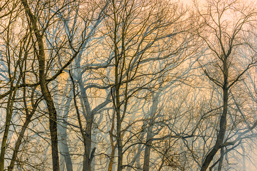 Forest Burn