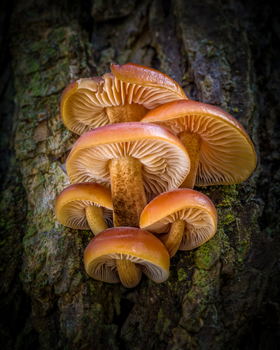 Mushrooms