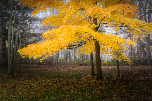 Magnificent Maple