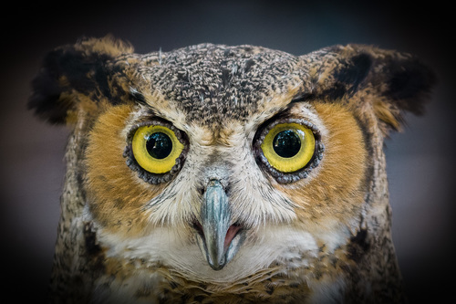 Eye to Eye