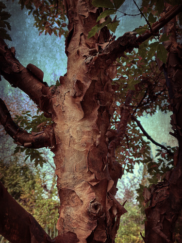 Untitled #1