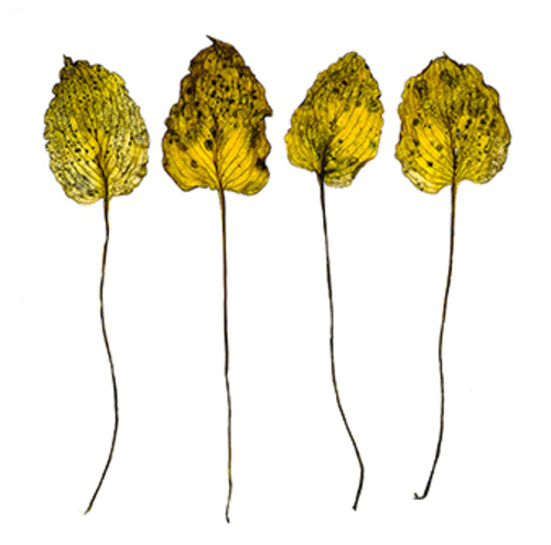 Elderly Leaves