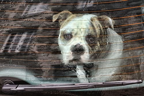 It is raining dogs, but no cat