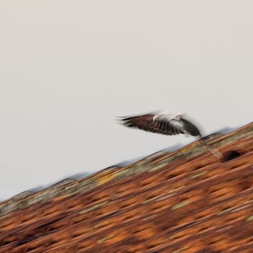 On fly 2