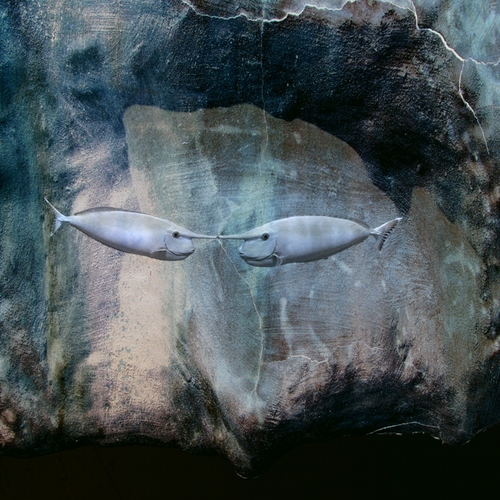 Tektonik fishes