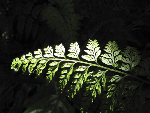 Fern Light