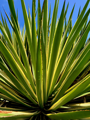 Yucca in Summer