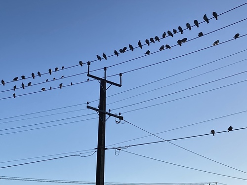 The Birds