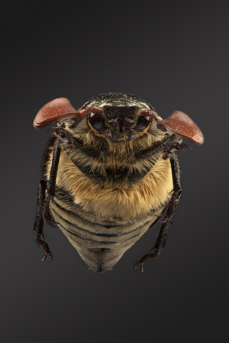 Prototype of gremlin