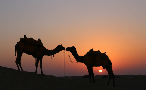 Camels at Sunset