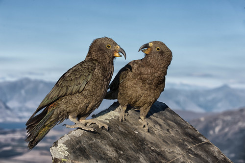 Kea at 4000 Feet