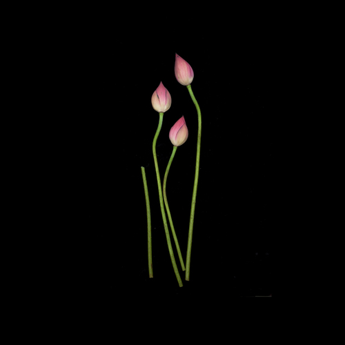 Lotus (2)