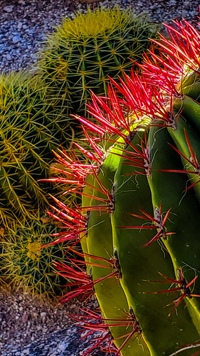 Cactus spines