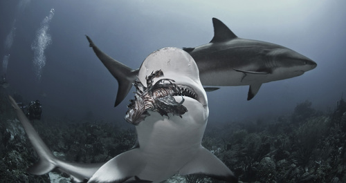 Lionfish Invasion: One More Reason To Protect Sharks