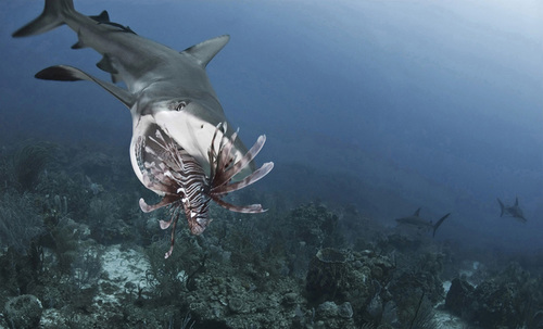 Shark Attack 
