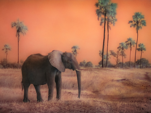 Elephant at Sunset