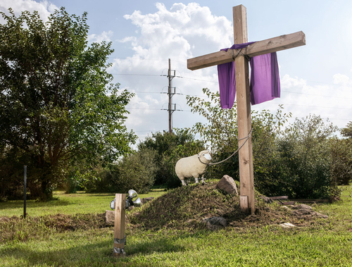 Sheep 