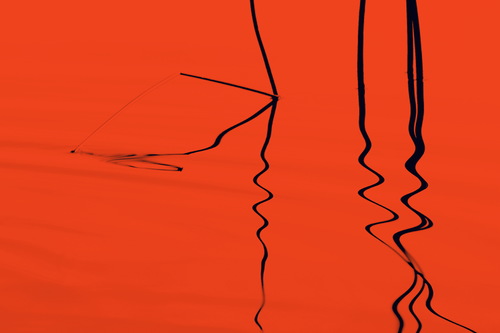 reeds