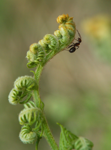 ant