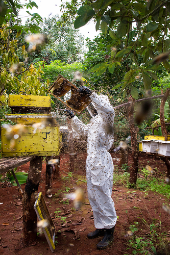 African Killer Bees