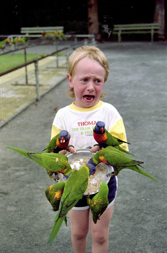 Bird attack