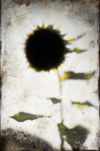 Black Sun