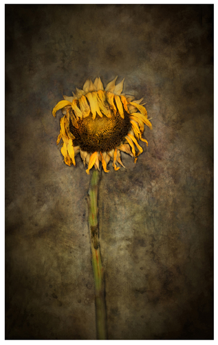 Dried Sunflower