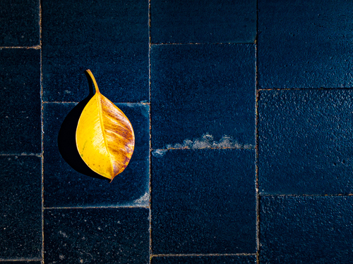 Yellow Leaf