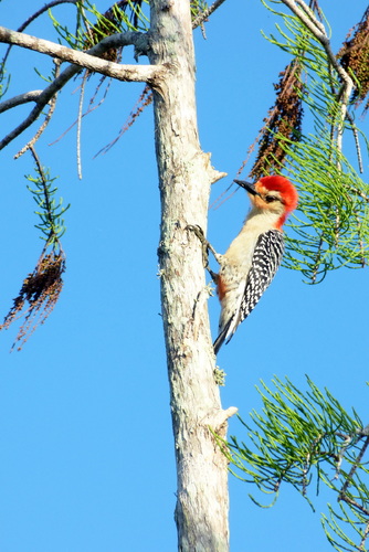 Red-bellied Woodpecker