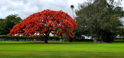 Royal Poinciana