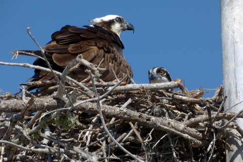 Ospreys' Nest