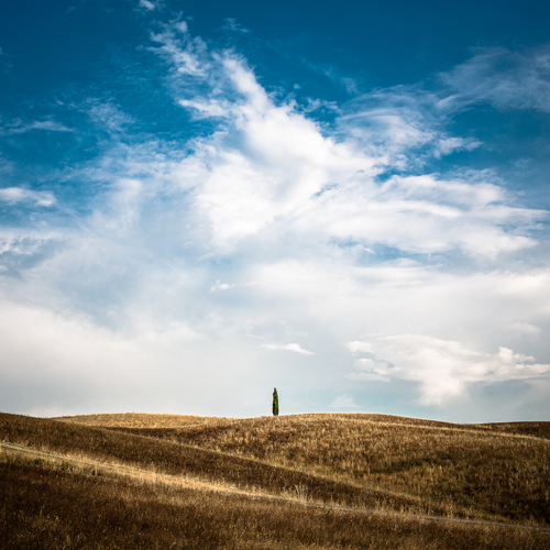 Lonely Tree