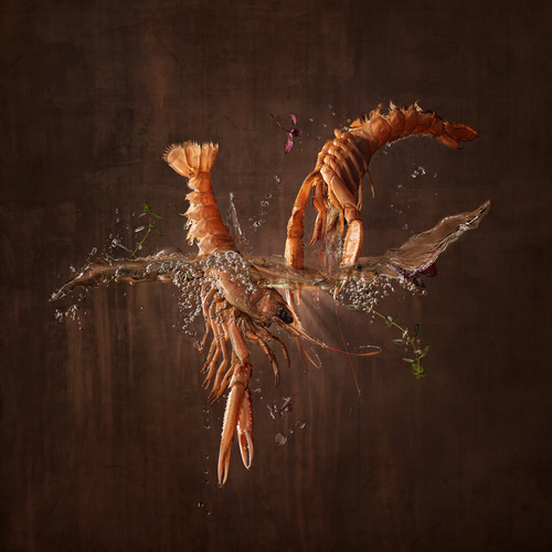 Langoust - Marine Species