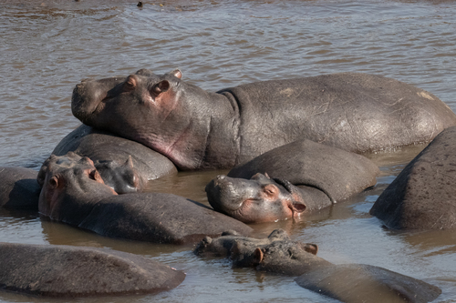 Hippo Heads Up