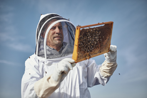 The Beekeeper