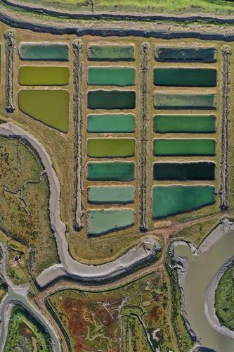Shades of green color