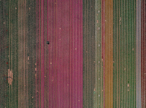 The cut of tulips