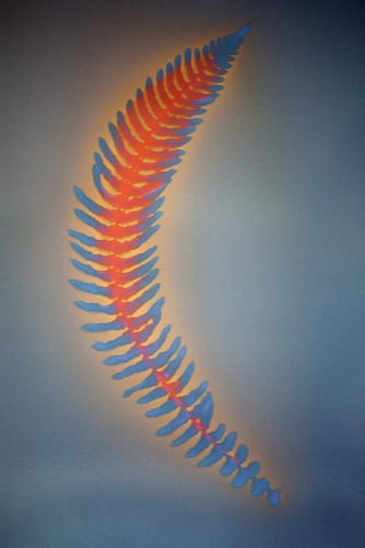 Fern bone