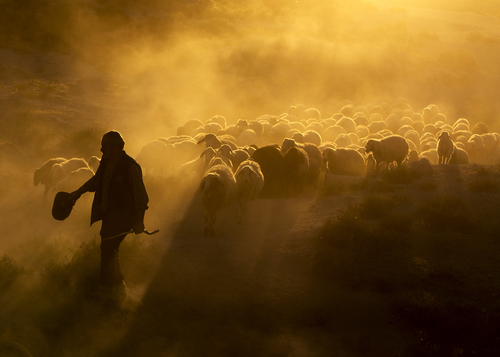 shepherd