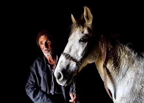 Horses