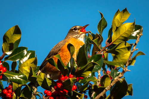 Bird in Holly