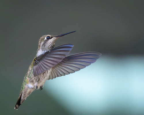 Ruby Throated Hummingbird