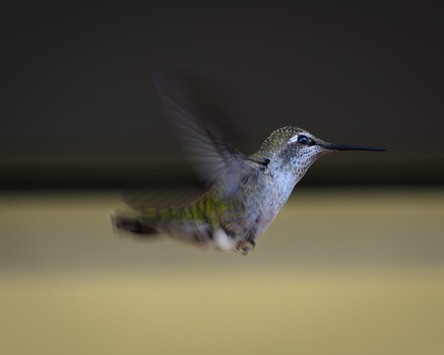 Hummingbird in Flight