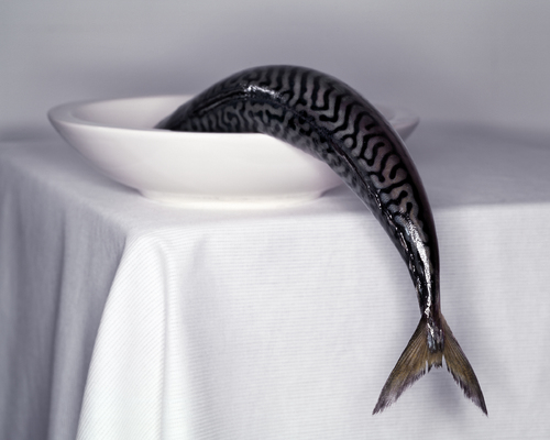 Mackerel