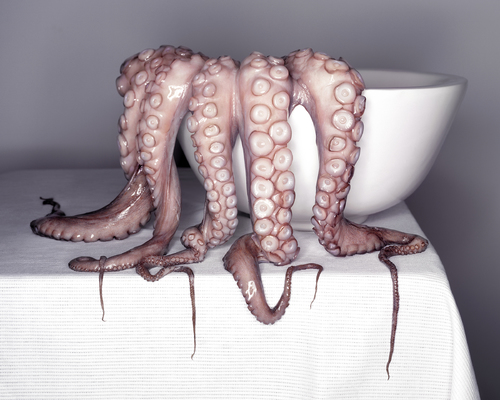 Octopus